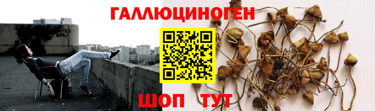 наркошоп  Вход с VPN  Мичуринск  Псилоцибиновые грибы Psilocybe 